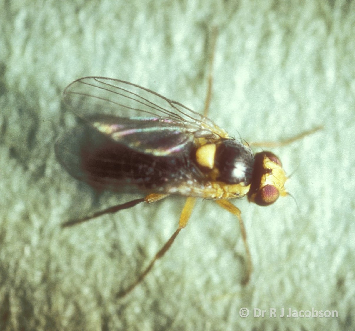 Adult Lyriomyza. Copyright Dr R J Jacobson (RJC Ltd).